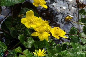 Caltha palustris (1)